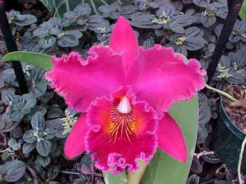 Brassolaeliocattleya Chia Lin 'New City'